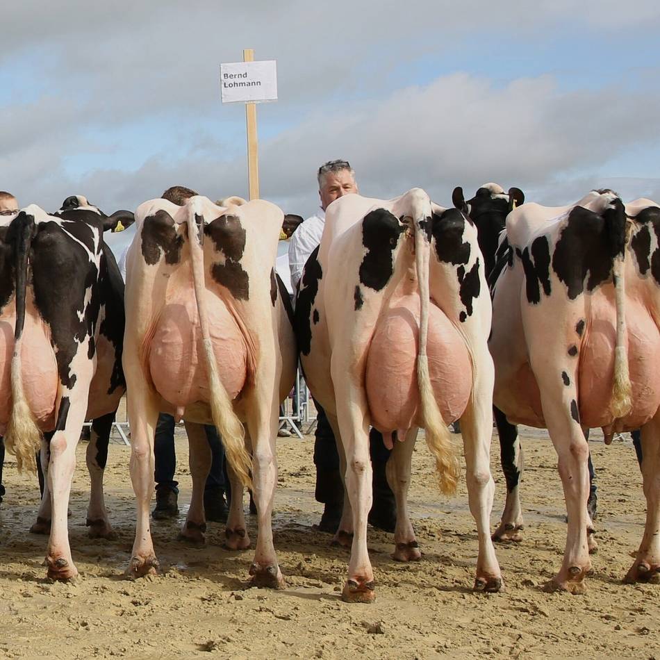 Auch Hückeswagener Tiere holen Preise: Die schönsten Braunviehkühe kommen aus Oberberg