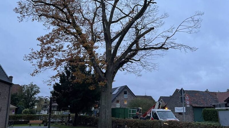 Verein sucht Baumpaten: Ossenberger Kapellenverein will Ersatz für gefällte Roteiche schaffen