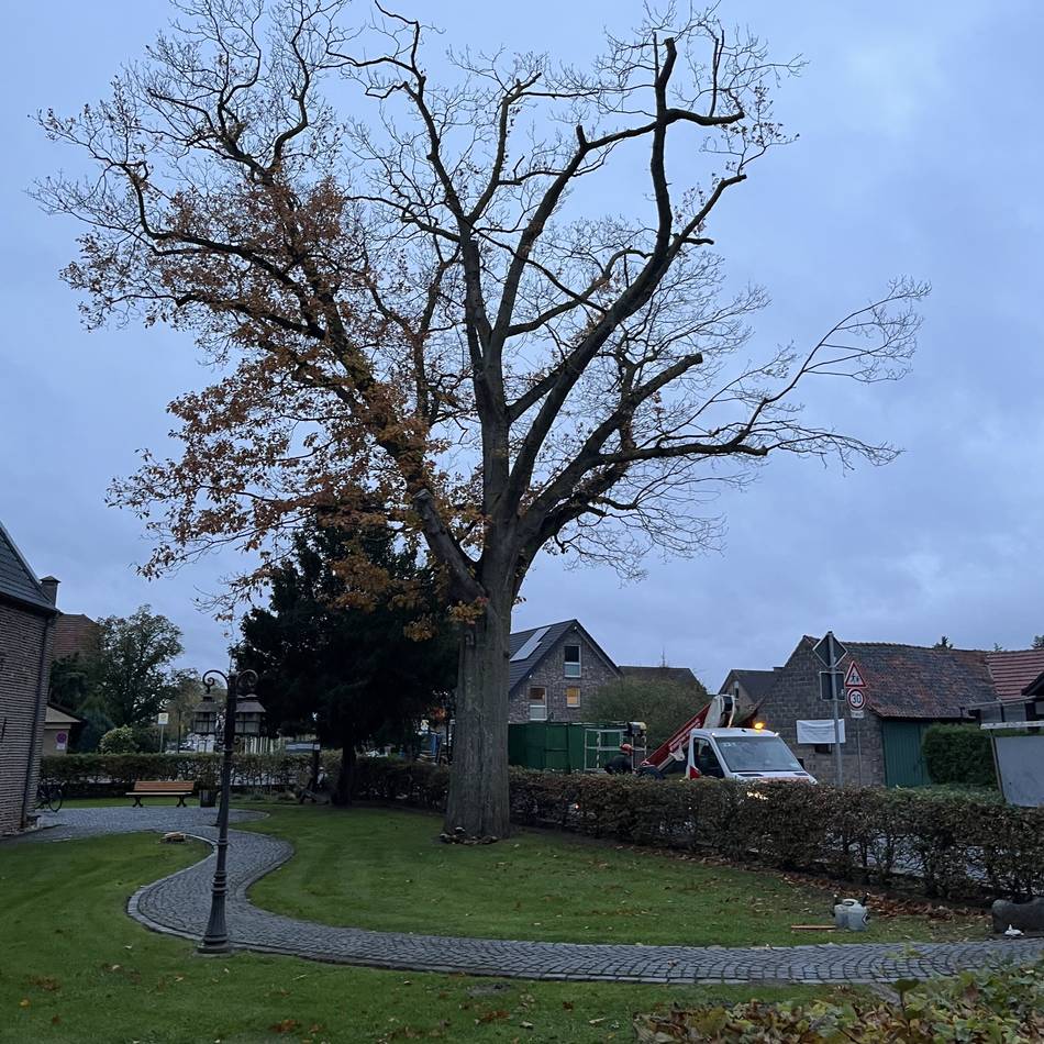 Verein sucht Baumpaten: Ossenberger Kapellenverein will Ersatz für gefällte Roteiche schaffen