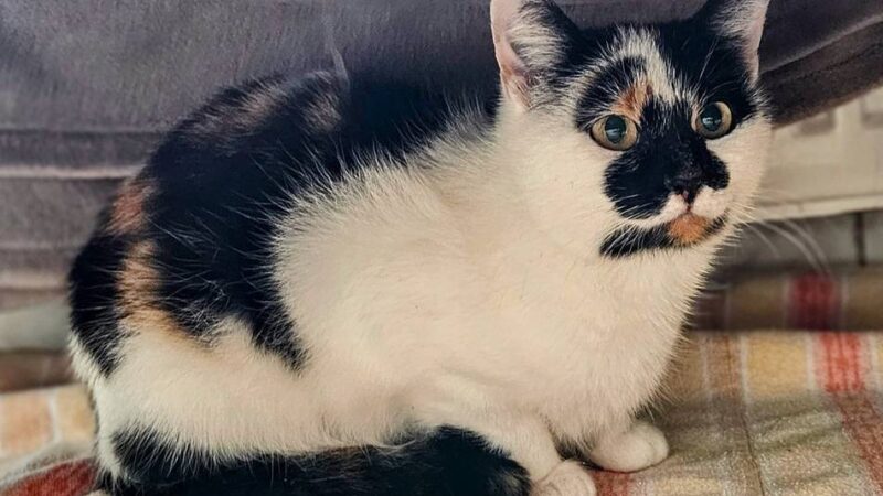 Tier der Woche in Wermelskirchen: Europäische Kurzhaarkatze sucht liebevolles Zuhause