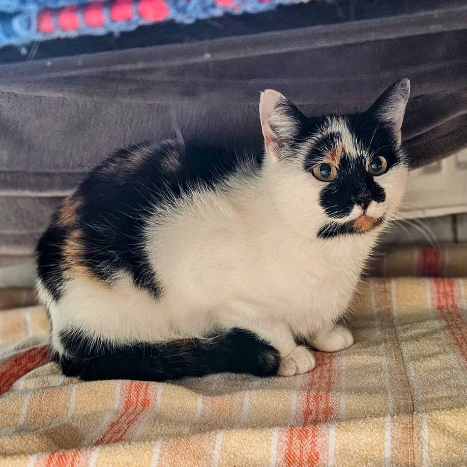 Tier der Woche in Wermelskirchen: Europäische Kurzhaarkatze sucht liebevolles Zuhause