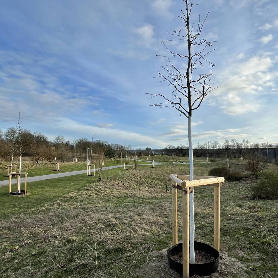 Aktion in Moers: Wo die Stadt 117 neue Bäume anpflanzt