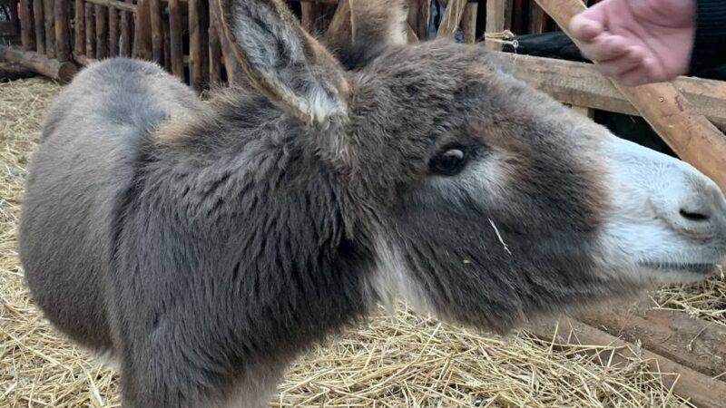 Das Angebot bis zum 21. Dezember: Krippenmarkt in Kevelaer läuft – lebendige Krippe bleibt das Herzstück