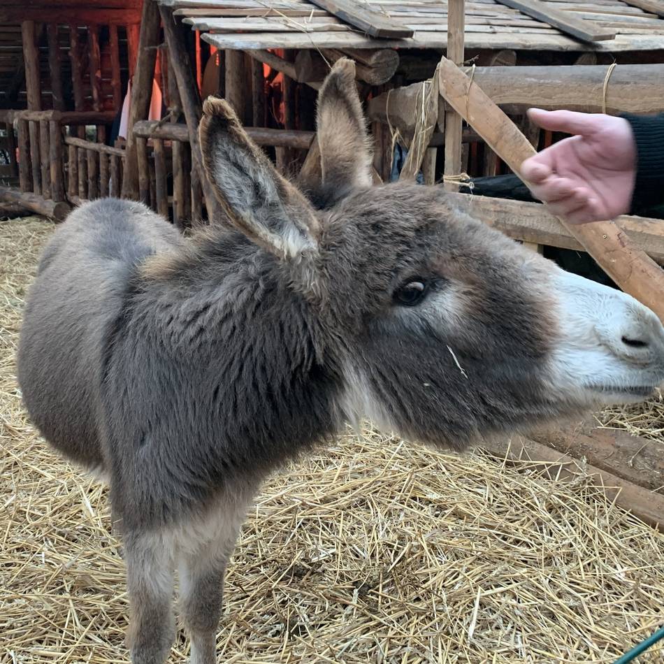 Das Angebot bis zum 21. Dezember: Krippenmarkt in Kevelaer läuft – lebendige Krippe bleibt das Herzstück