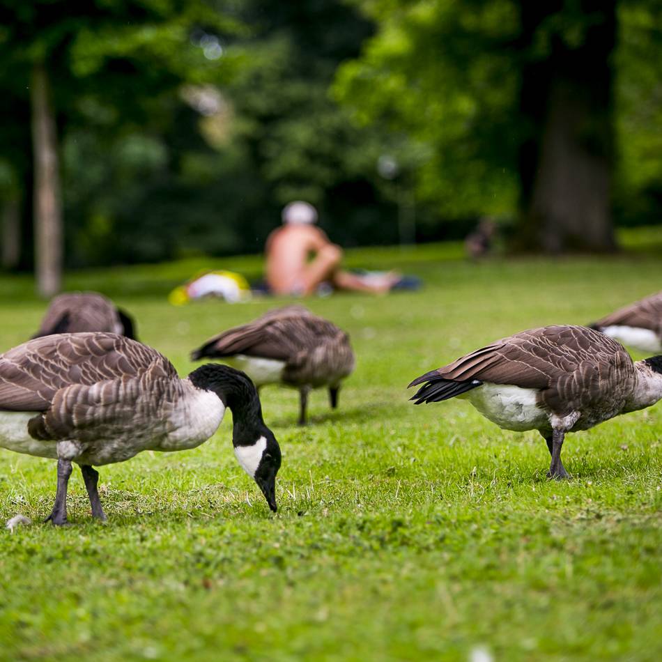 Positive Bilanz des Gänsemanagements: Zahl der Gänse in Düsseldorf leicht rückläufig – doch „Kotbelastung immer noch hoch“