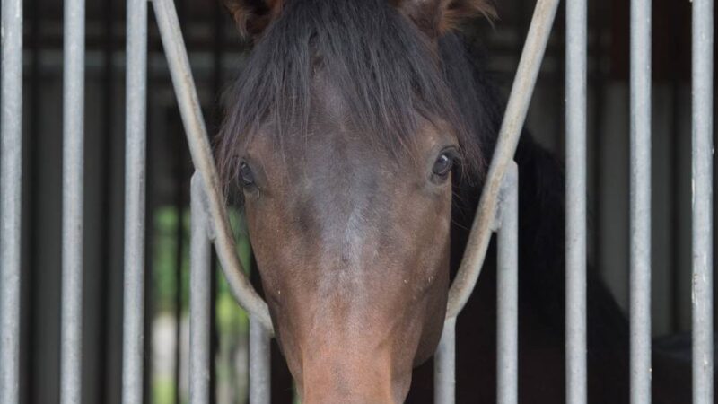 Tierischer „Ausflug“ in Hilden: Da steht ein Pferd auf dem Spielplatz