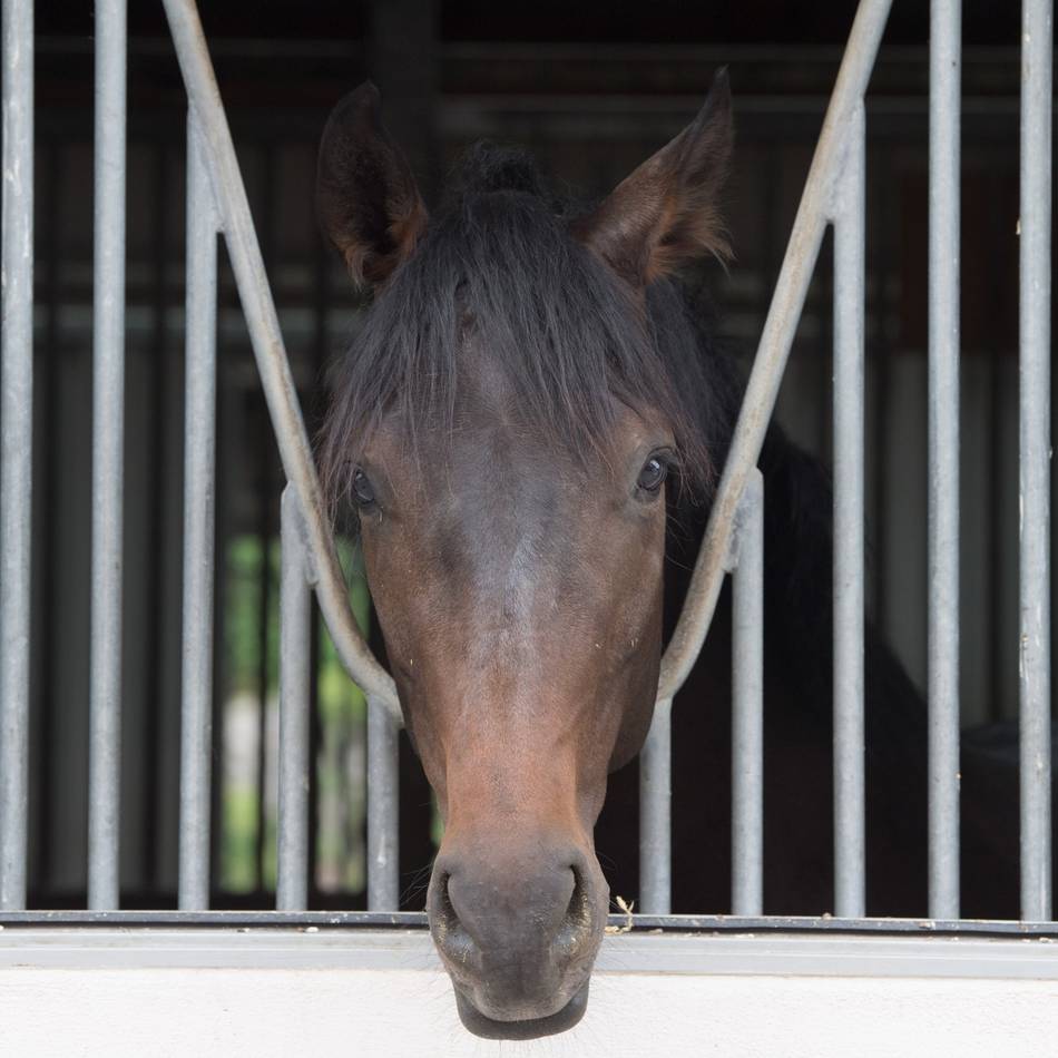 Tierischer „Ausflug“ in Hilden: Da steht ein Pferd auf dem Spielplatz