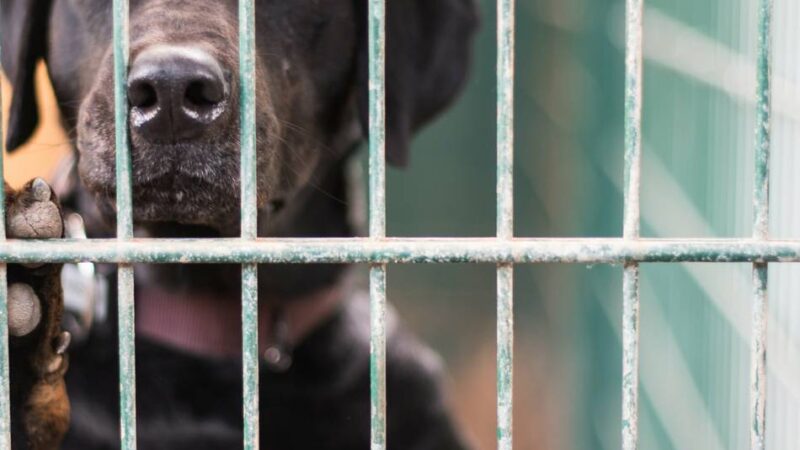 NRW-Tierheime setzen auf emotionale Videos: „Instagram ist für uns der größte Segen“