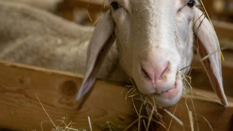 Oberbergischer Kreis: Blauzungenkrankheit – das müssen Tierhalter jetzt wissen