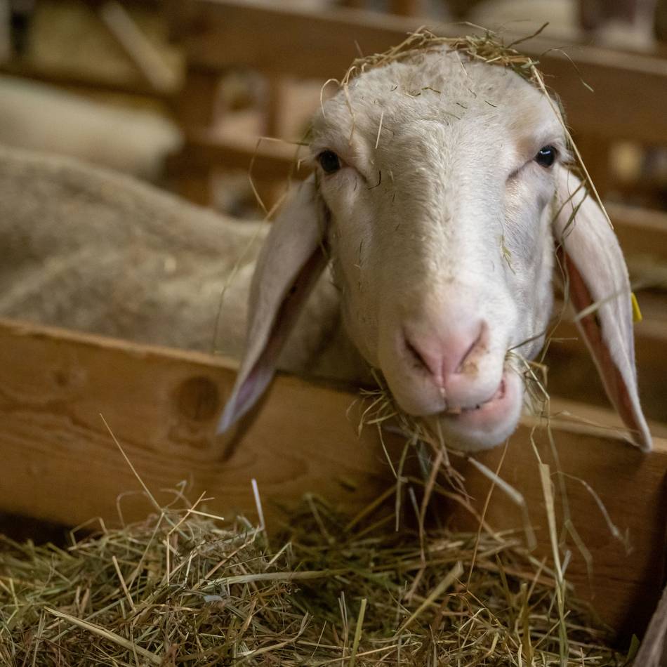 Oberbergischer Kreis: Blauzungenkrankheit – das müssen Tierhalter jetzt wissen