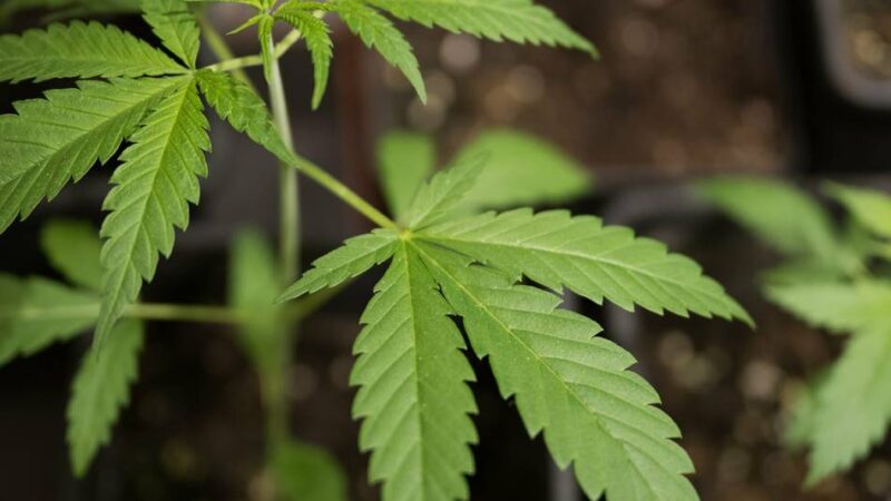 Einsatz in Heiligenhaus: Cannabispflanzen bei Wohnungsbrand entdeckt