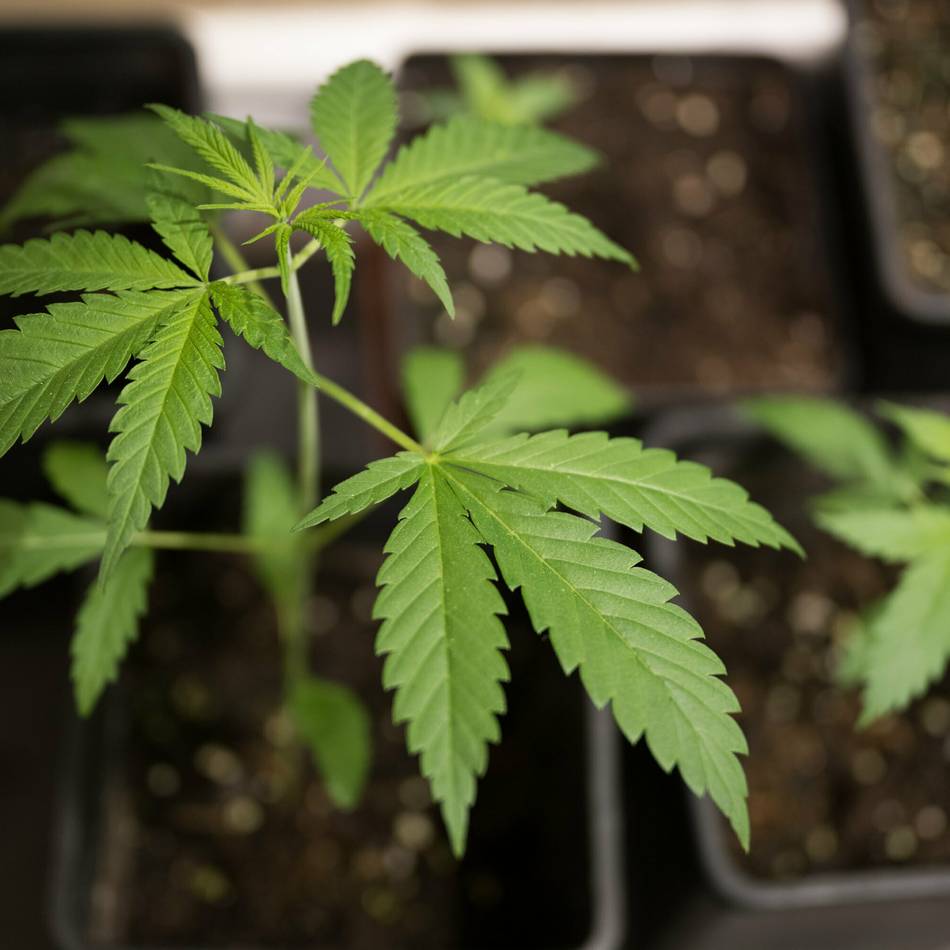 Einsatz in Heiligenhaus: Cannabispflanzen bei Wohnungsbrand entdeckt