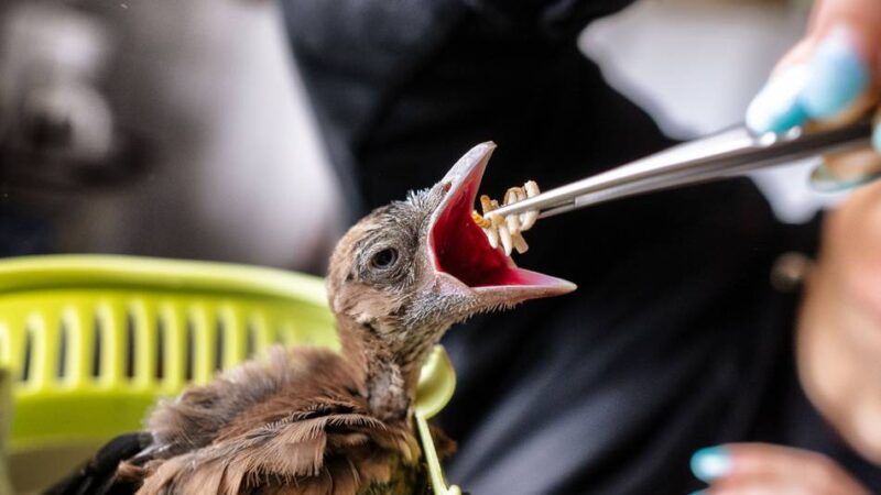 Wegen Ausbreitung der Vogelgrippe: Tierheim Hilden stoppt Aufnahme von Wildvögeln und Geflügel