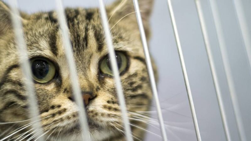 Mehrere Einsätze in Grevenbroich: Feuerwehr kämpft fünf Stunden um Katze – und ein Retter wird gebissen