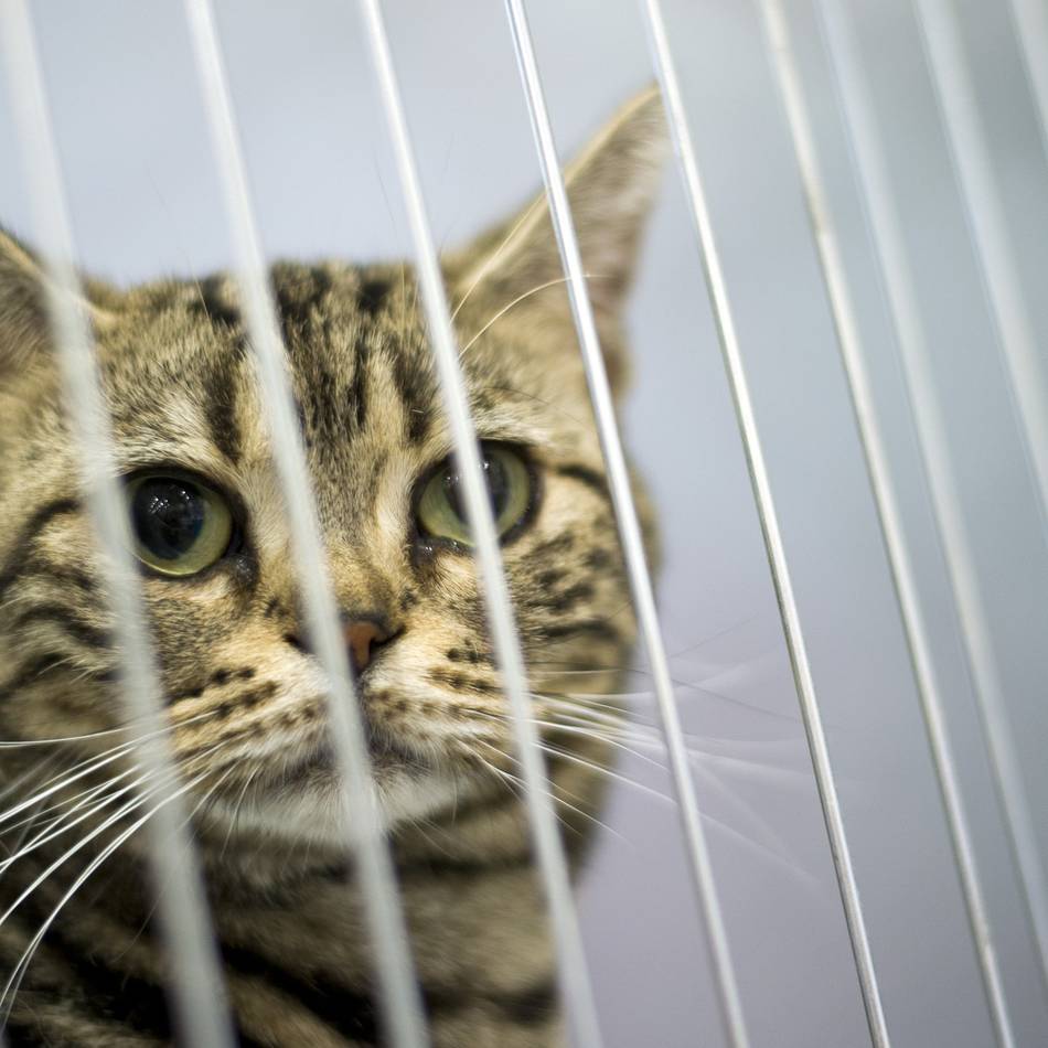 Mehrere Einsätze in Grevenbroich: Feuerwehr kämpft fünf Stunden um Katze – und ein Retter wird gebissen