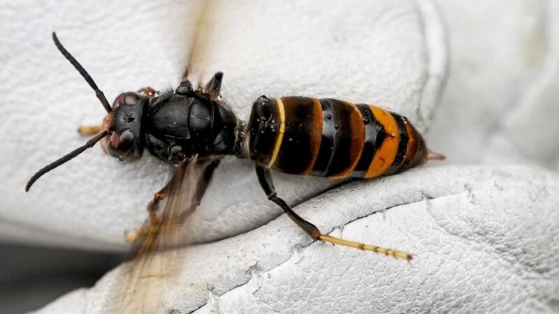 Rasante Ausbreitung im Kreis: Experte warnt – Asiatische Hornisse wird auch für Menschen gefährlich