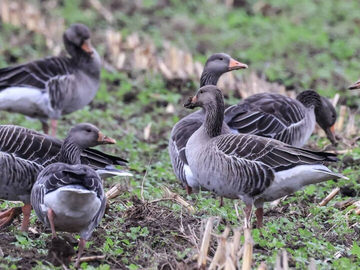 Exkursionen im Kreis Kleve: Wildgänse-Führungen trotz ausbreitender Vogelgrippe?