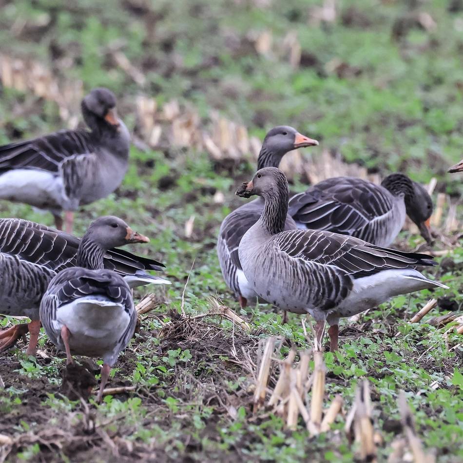 Exkursionen im Kreis Kleve: Wildgänse-Führungen trotz ausbreitender Vogelgrippe?