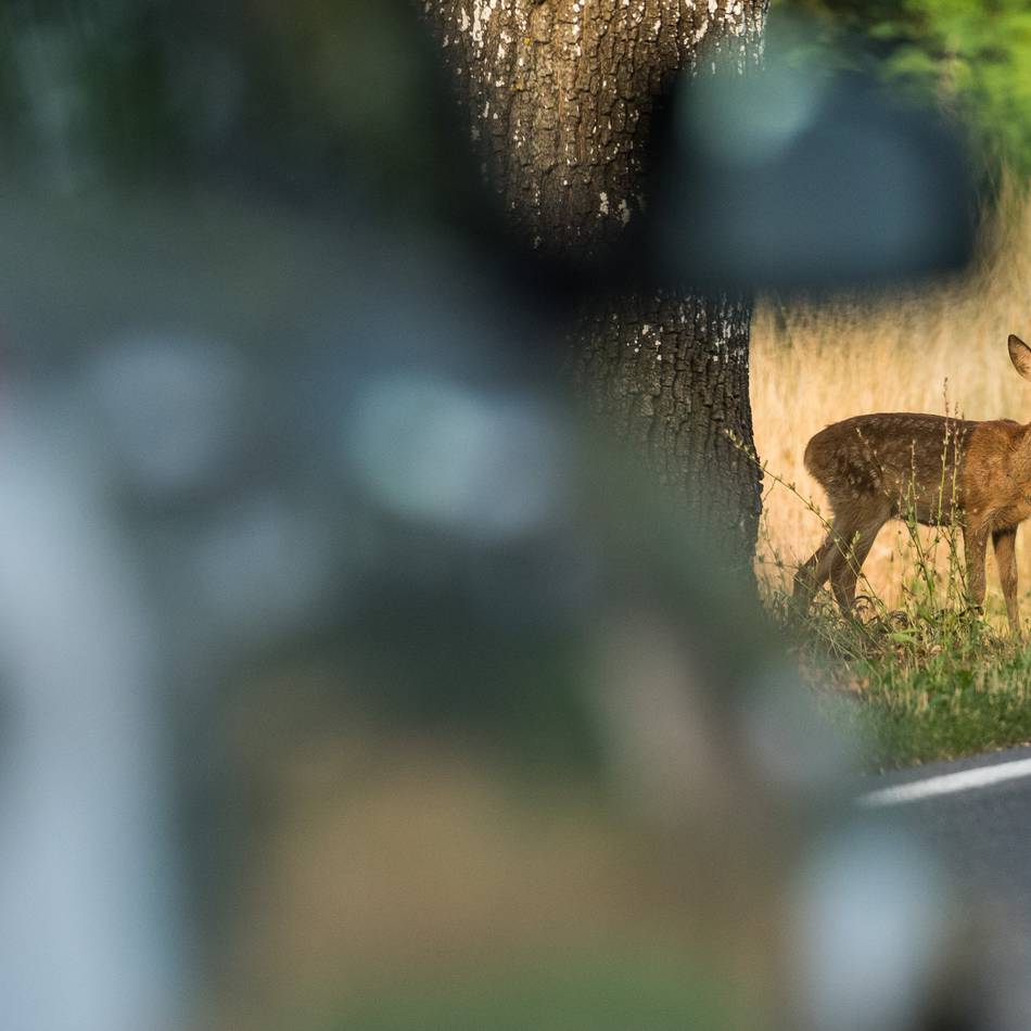 „Das ist kein schöner Anblick“: Wie viele Wildunfälle es im Kreis Wesel gibt – und warum