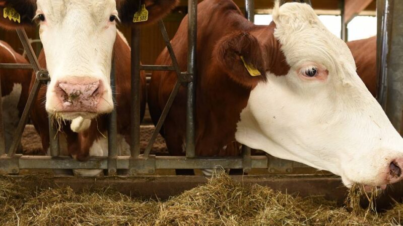 Tiere gegen Serotyp 8 impfen lassen: Kreis Viersen warnt vor Blauzungenkrankheit