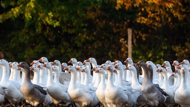 Landwirte über Vogelgrippe in Dormagen: „Hoffentlich geht dieser Kelch an uns vorüber“