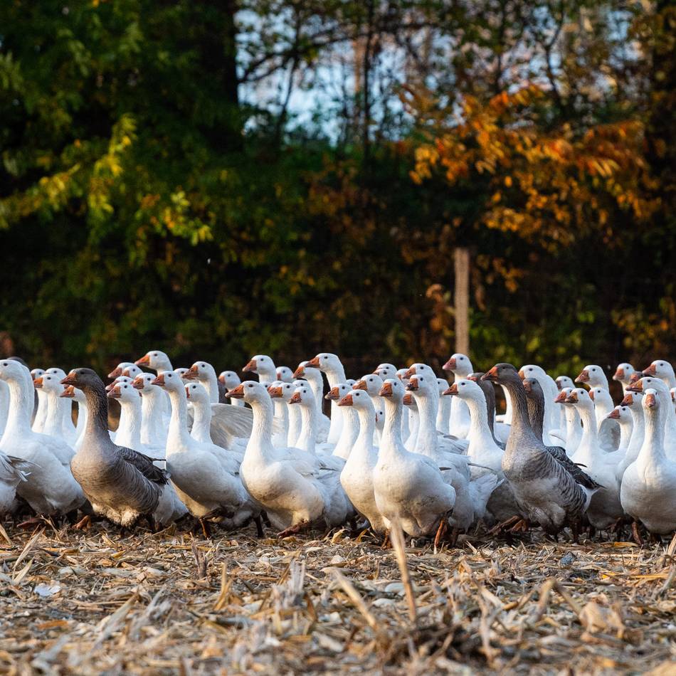 Landwirte über Vogelgrippe in Dormagen: „Hoffentlich geht dieser Kelch an uns vorüber“