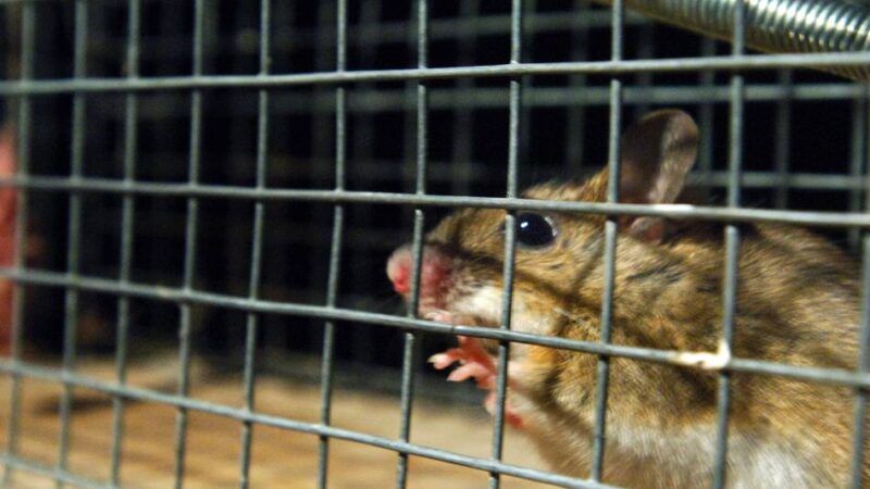 Mäusebekämpfung in Neuss: „Die Aufträge bei den Schädlingsbekämpfern nehmen zu“