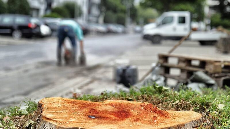 Diskussion in Hilden: Stadt kündigt weitere Baumfällungen an