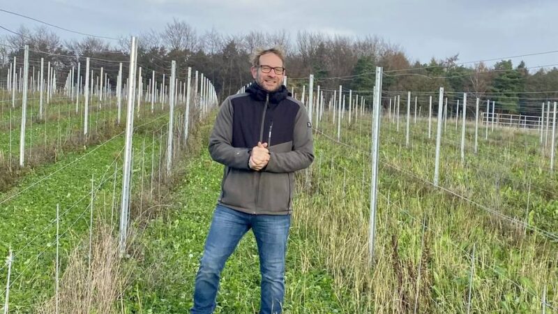 Weinanbau am Niederrhein: Rehe fressen Weinberg in Sonsbeck kahl