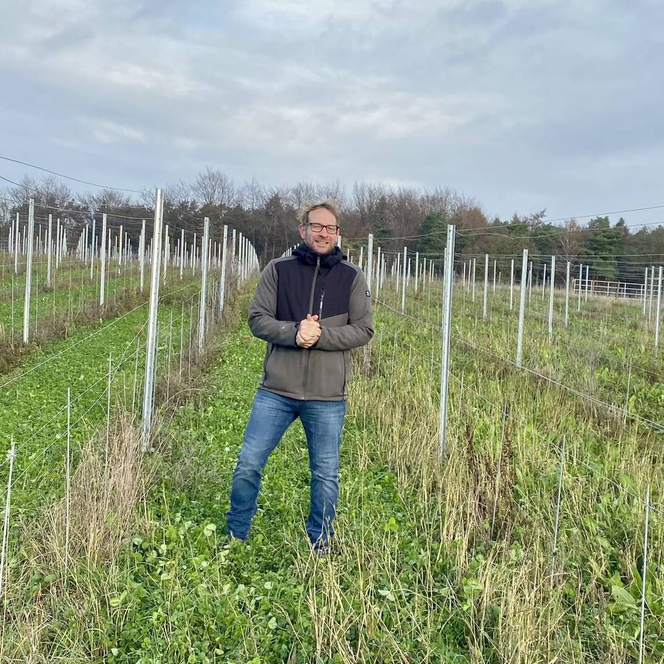 Weinanbau am Niederrhein: Rehe fressen Weinberg in Sonsbeck kahl