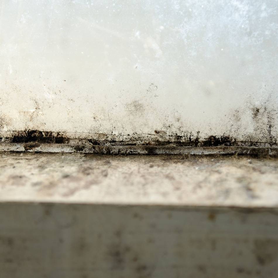 Tipps der Verbraucherzentrale: Dem Schimmel keine Chance geben