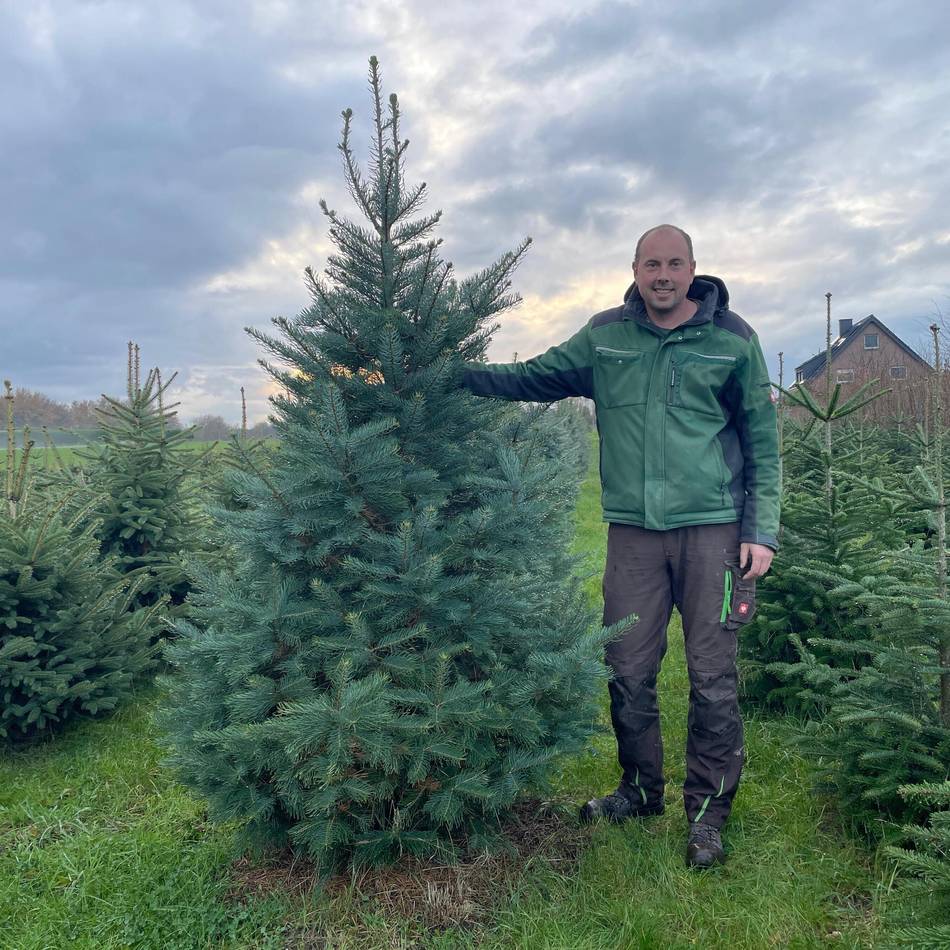 Ab Samstag: Bei Kern in Budberg gibt’s ab Samstag Tannenbäume