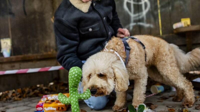 Krimiwanderung mit Hund : Ein Fall für clevere Spürnasen