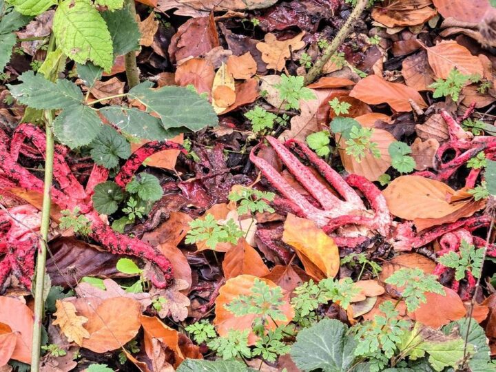 Fingerähnliche Gebilde: Alien-Pilz wächst in Dormagener Wildpark