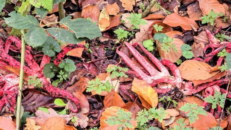 Fingerähnliche Gebilde: Alien-Pilz wächst in Dormagener Wildpark