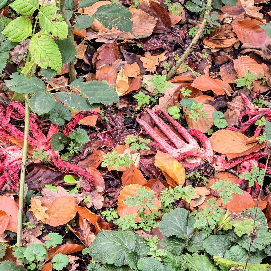 Fingerähnliche Gebilde: Alien-Pilz wächst in Dormagener Wildpark