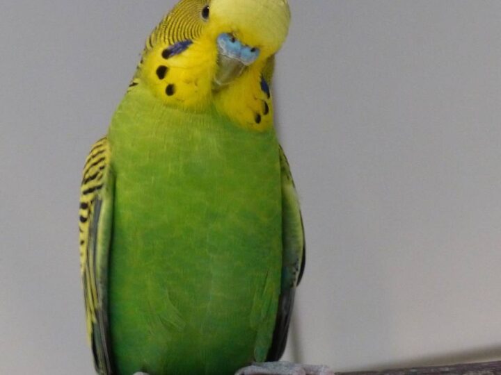 Kuriose Betrugsmasche in Jüchen: Trickdiebin scheitert mit „Wellensittich-Masche“ bei Seniorin