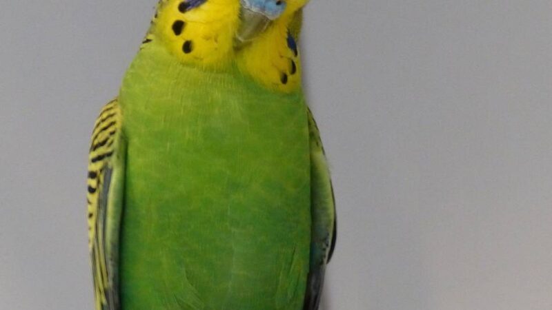 Kuriose Betrugsmasche in Jüchen: Trickdiebin scheitert mit „Wellensittich-Masche“ bei Seniorin