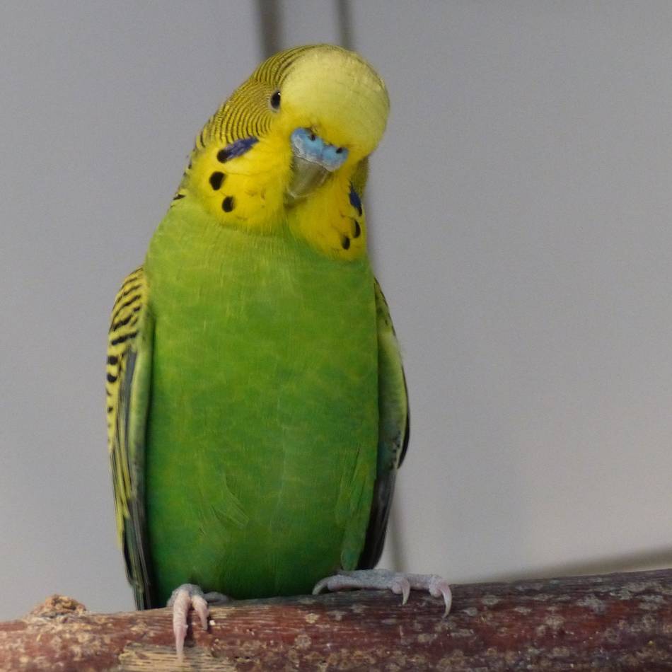 Kuriose Betrugsmasche in Jüchen: Trickdiebin scheitert mit „Wellensittich-Masche“ bei Seniorin