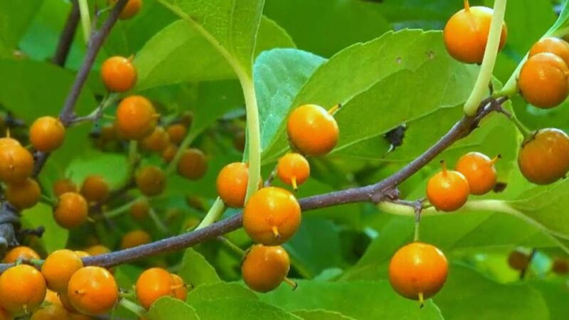 Natur in Meerbusch: Invasive Schlingpflanze „Baumwürger“ wird großflächig entfernt
