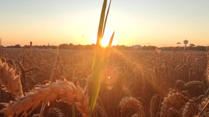 Das Martinslied, das keines ist: Original und Übersetzung von Loop, Möller loop