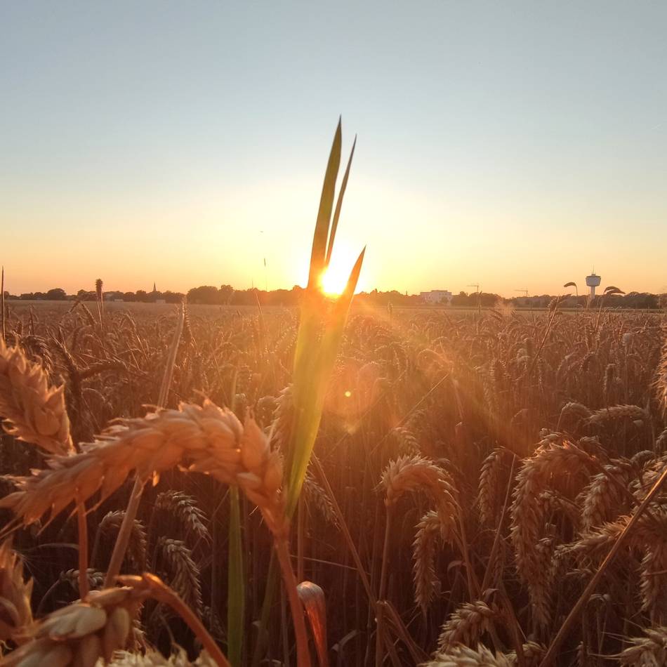 Das Martinslied, das keines ist: Original und Übersetzung von Loop, Möller loop