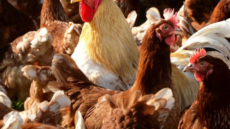 Verschärfte Schutzmaßnahmen: Geflügelpest in Kleve bestätigt – 10.000 Tiere getötet