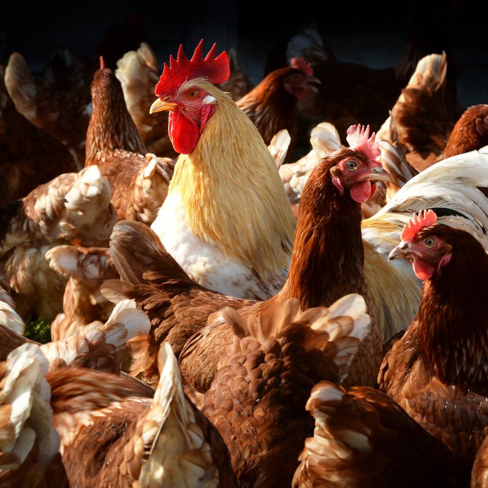 Verschärfte Schutzmaßnahmen: Geflügelpest in Kleve bestätigt – 10.000 Tiere getötet