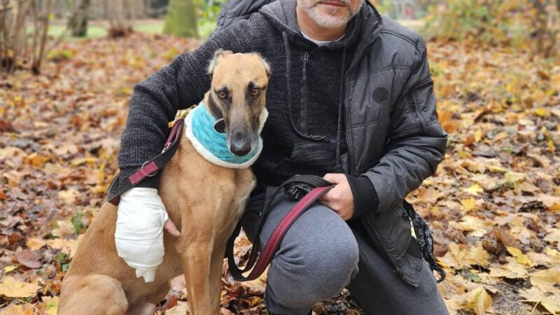 Mann und Hund von einem Akita angegriffen: „Ich habe mein Leben vor meinen Augen vorbeiziehen sehen“