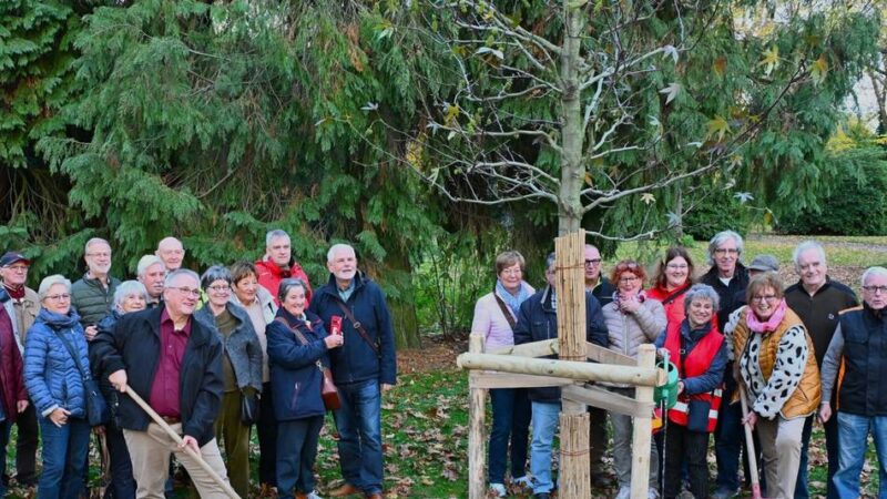 Zum 75-jährigen Vereinsbestehen: Heimat- und Geschichtsfreunde Willich spenden einen Amberbaum