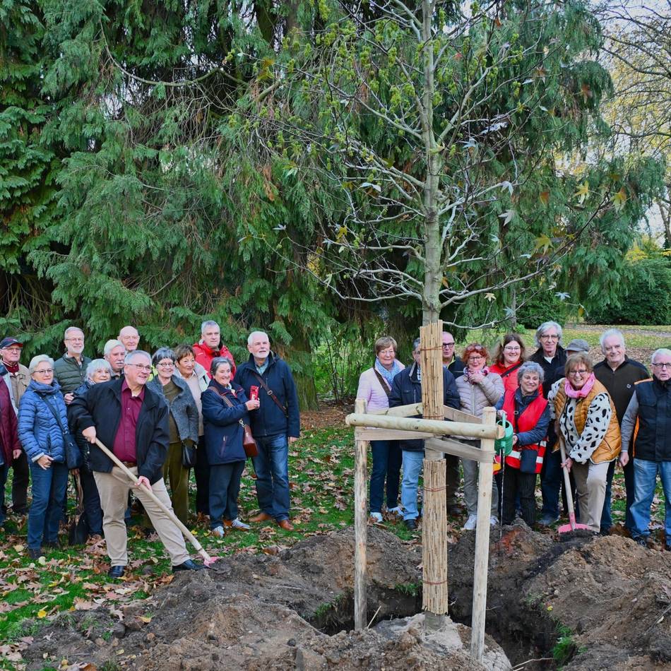 Zum 75-jährigen Vereinsbestehen: Heimat- und Geschichtsfreunde Willich spenden einen Amberbaum