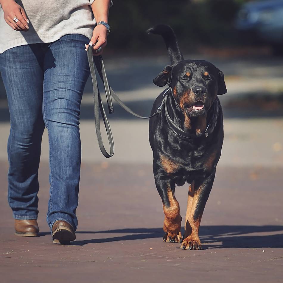 Ansturm im Rathaus in Kleve: Hundedetektive unterwegs – Aufruf bringt Halter auf Trab