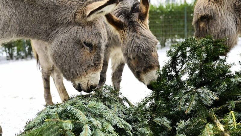 Einblick in den tierischen Alltag: Tiergarten Odenkirchen bietet winterliche Führungen an