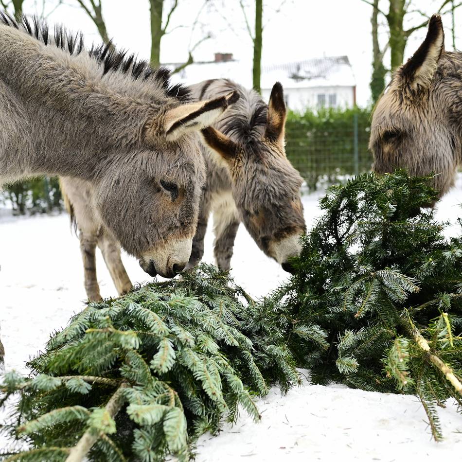 Einblick in den tierischen Alltag: Tiergarten Odenkirchen bietet winterliche Führungen an